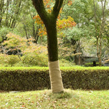 VidaXL juterulle 1x10 m 100% jute 200 g m²