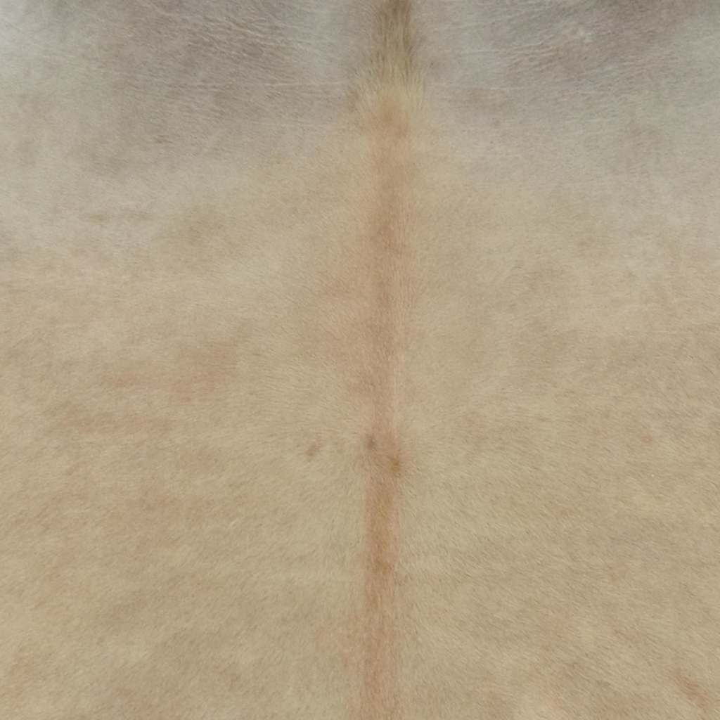 VidaXL tæppe 180x220 cm ægte okselæder beige