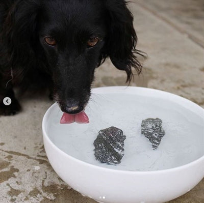 Hund Rocks Dog Rocks