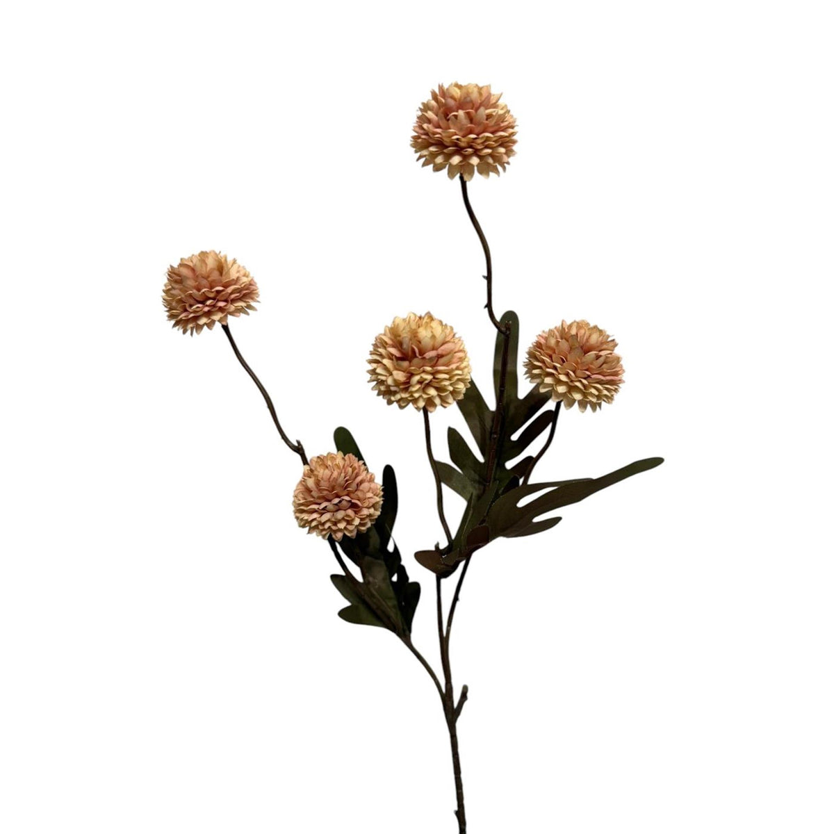 Roberts collection pompom authum 52 cm champagne