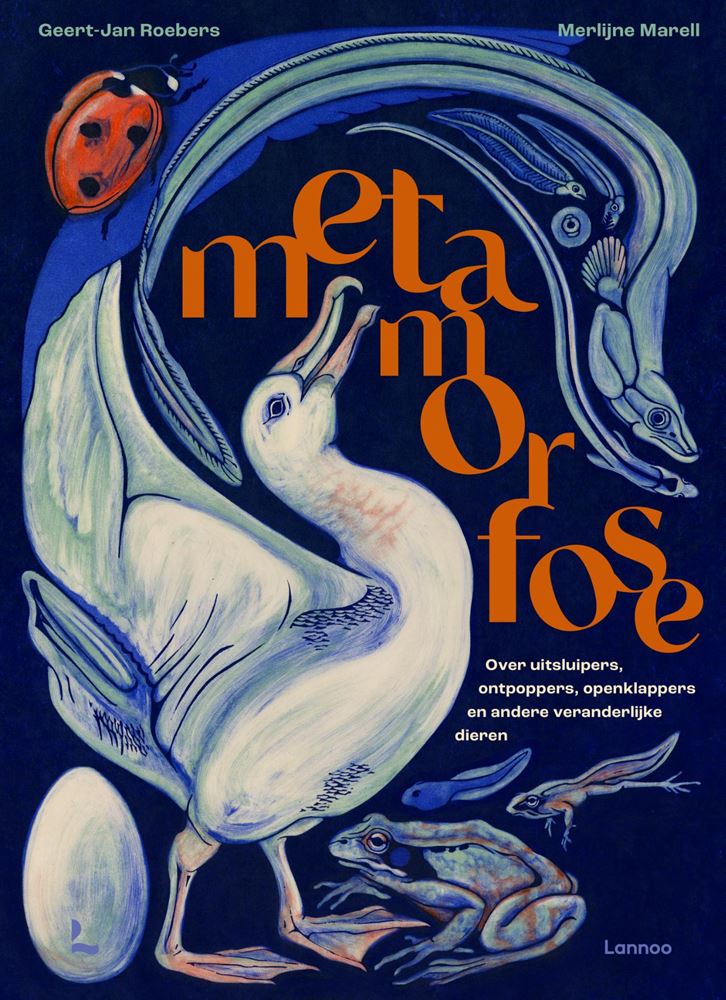 Metamorfose. 8+ | 2 stuks