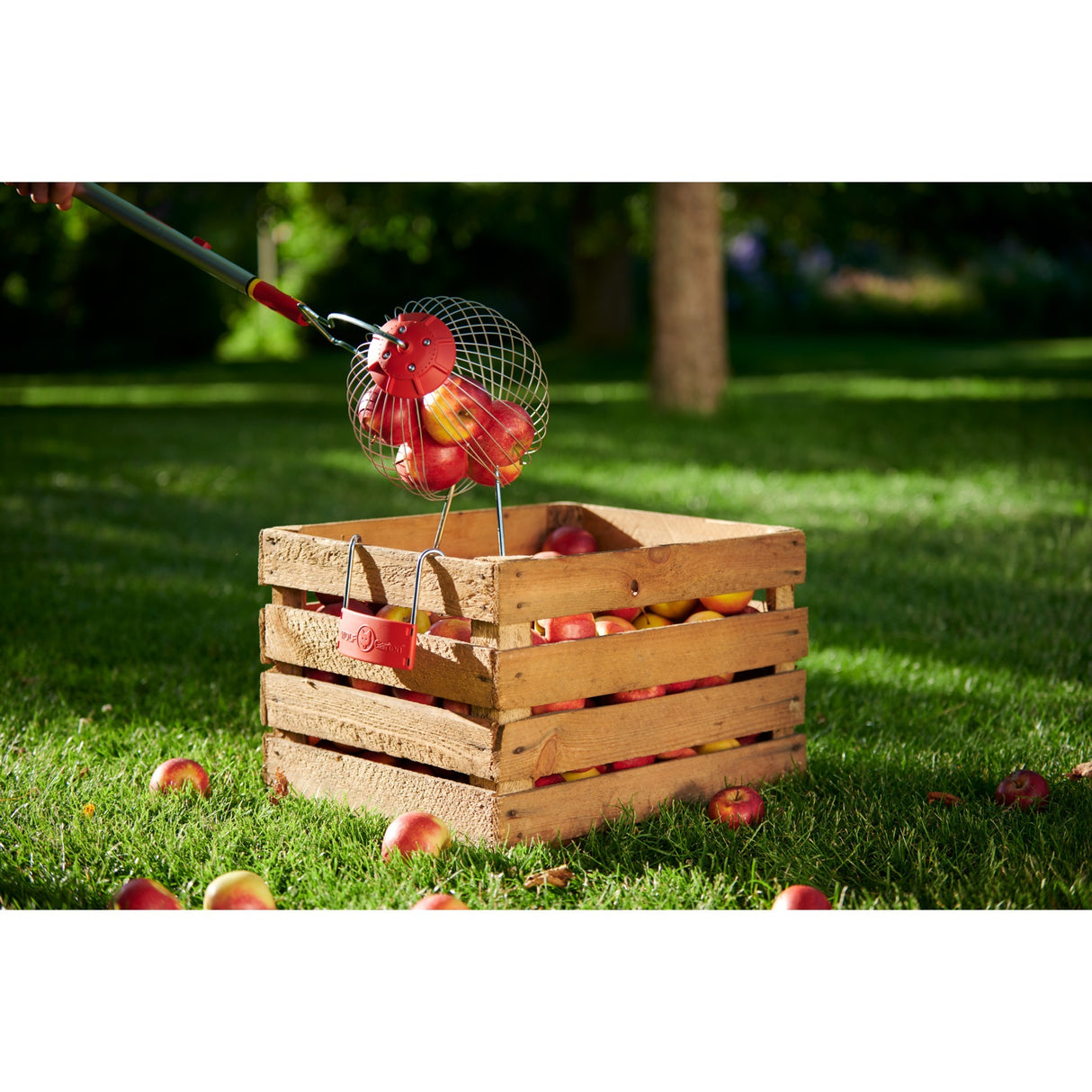 Wolf-Garten Multi-Star FC-M frugtsamler frugtplukker (rød, beslag inkluderet)