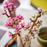 Lego Flowers 40725 Cherry Blossoms