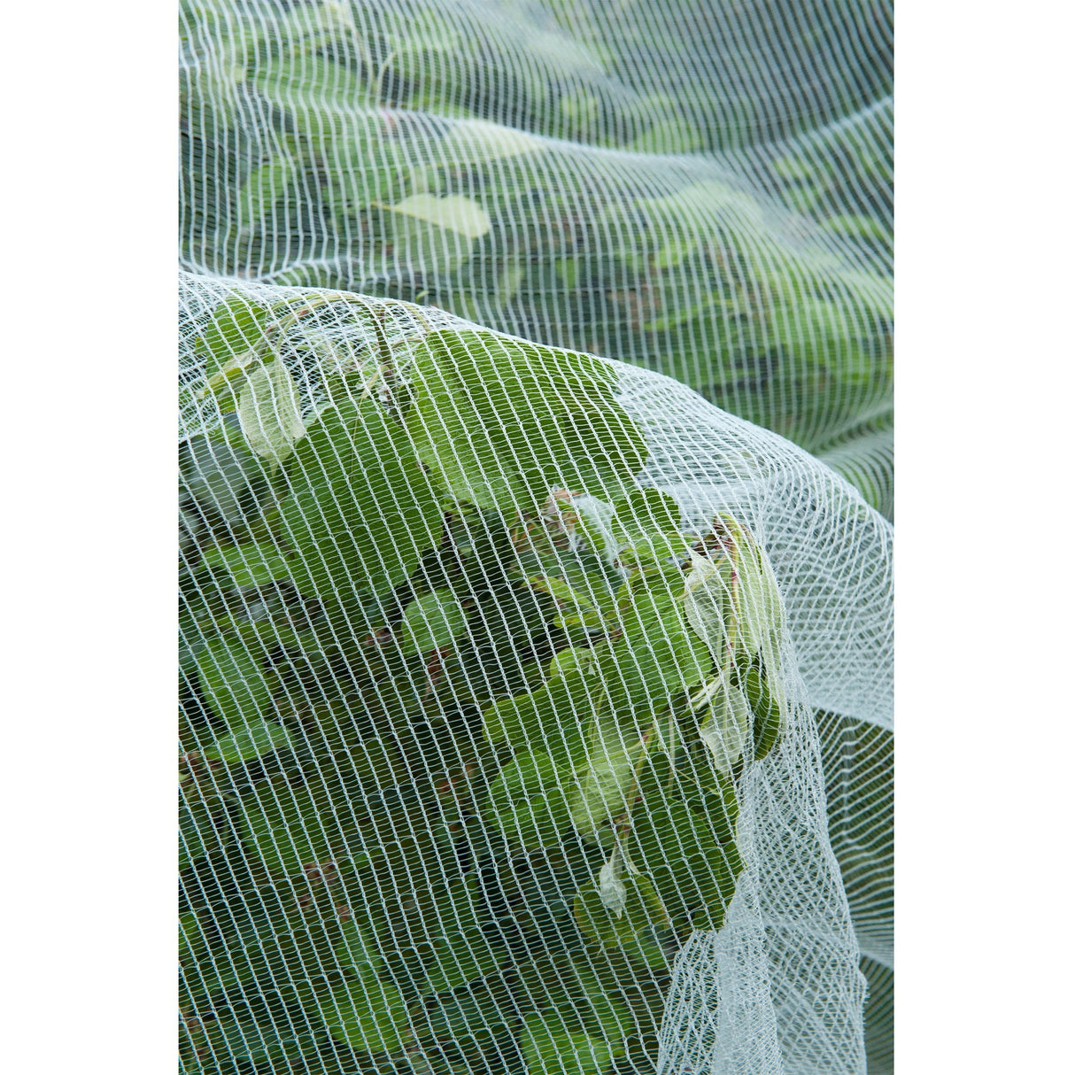 Natur insektnet, finmasket insektnet (hvidt gennemsigtigt, 5,2 x 5 m)