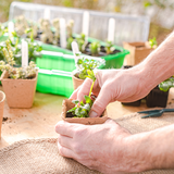 Connex sæt til at flytte unge planter - flor78850
