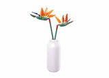 Sluban blomster paradisfugl blomst strelitzia reginae aiton 148 dele