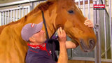 Heiniger produkter klippemaskine progress horse 23 31tds