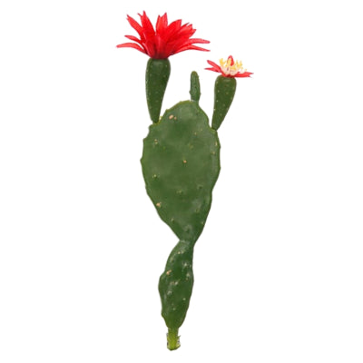 Skivekaktus med blomst rød grøn 22 cm | 48 stk