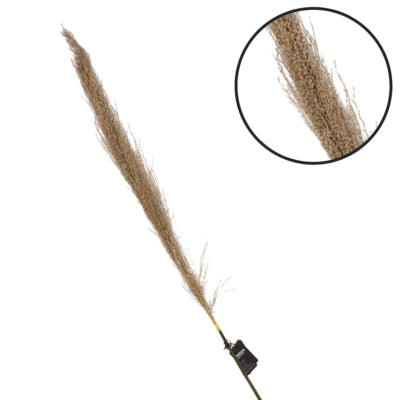 Parlane pampas græs natur 120 cm | 18 stk