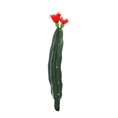 Kaktus med blomst rød grøn 23 cm | 24 stk