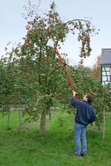Meister frugtplukker med telesc. stem - wu9890020