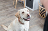 Trixie krave hund boho ekstra bred med vindue karamel
